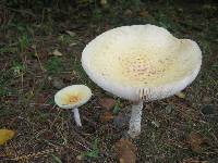 Amanita muscaria var. guessowii image