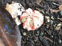 Clathrus archeri image