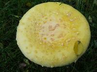 Amanita muscaria var. guessowii image