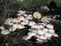 Leucoagaricus meleagris image