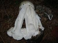 Amanita bisporigera image