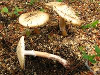 Amanita amerirubescens image