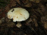 Amanita brunnescens image