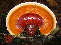 Ganoderma tsugae image