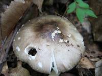 Amanita brunnescens image