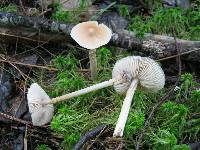 Image of Entoloma strictius