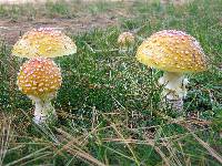 Amanita muscaria var. guessowii image