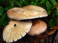 Stropharia rugosoannulata image