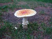 Amanita muscaria var. guessowii image