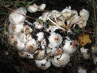 Image of Leucoagaricus meleagris