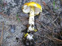 Amanita flavoconia image