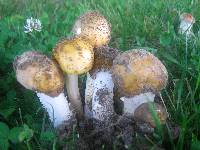 Amanita amerirubescens image