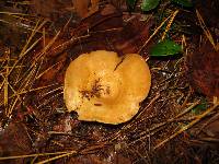 Lactarius croceus image