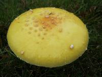 Amanita muscaria image