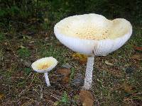 Amanita muscaria var. guessowii image