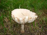 Amanita muscaria var. guessowii image