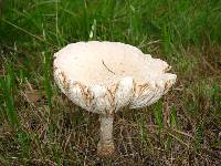 Amanita muscaria var. guessowii image