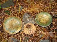 Lactarius chelidonium image