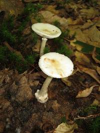 Amanita brunnescens image