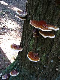 Ganoderma tsugae image