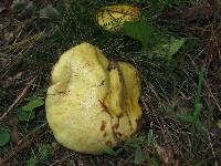 Suillus americanus image