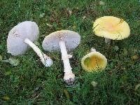 Amanita muscaria var. guessowii image