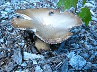 Stropharia rugosoannulata image