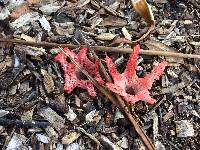 Clathrus archeri image