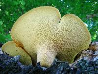 Polyporus squamosus image