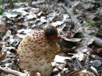 Amanita amerirubescens image