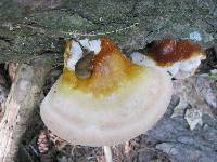 Ganoderma tsugae image