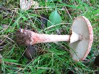 Amanita amerirubescens image