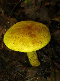 Pulveroboletus ravenelii image