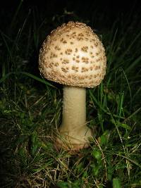 Amanita rubescens image