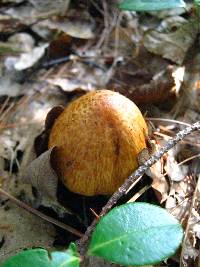 Cortinarius corrugatus image