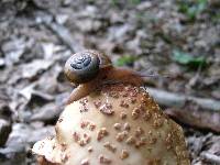 Amanita amerirubescens image