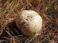 Amanita muscaria var. guessowii image