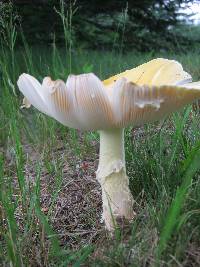 Amanita muscaria image