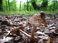 Amanita amerirubescens image