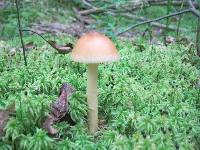 Amanita amerifulva image