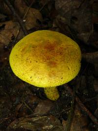 Pulveroboletus ravenelii image