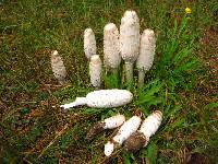 Coprinus comatus image