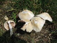 Psathyrella candolleana image