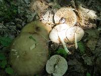 Pluteus cervinus image