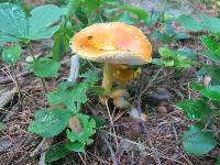 Amanita flavoconia image