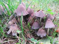 Coprinopsis atramentaria image