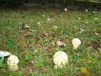 Amanita muscaria image