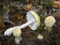 Amanita muscaria var. guessowii image