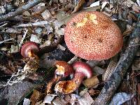 Suillus pictus image