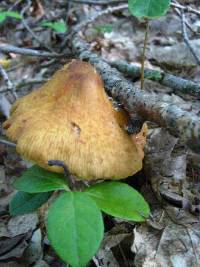 Cortinarius corrugatus image